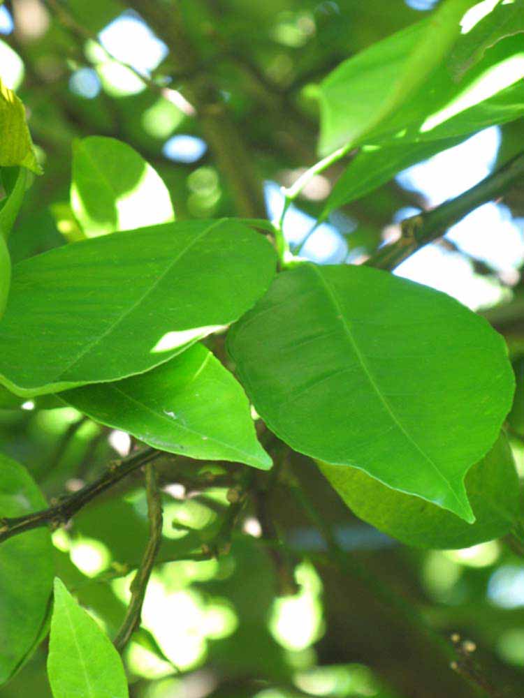             Shade leaves (Winter Haven, FL)       